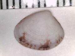 Transennella conradina