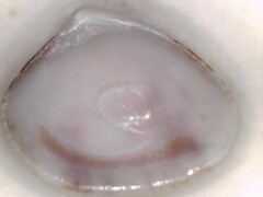 Transennella conradina