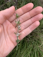 Pollichia campestris