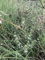 Pollichia campestris