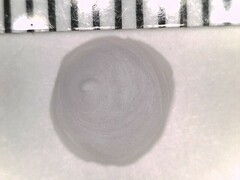 Calyptraea centralis