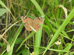 Junonia natalica