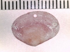 Semele bellastriata