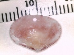 Semele bellastriata
