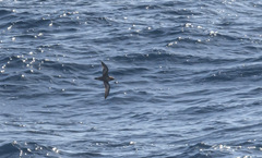 Ardenna tenuirostris