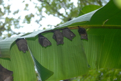 Cynopterus brachyotis