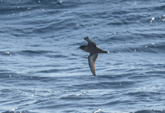 Ardenna tenuirostris