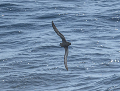 Ardenna tenuirostris