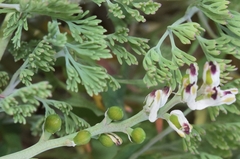 Fumaria parviflora