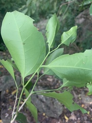 Celtis paniculata