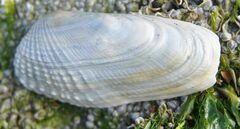 Veneridae