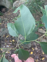 Celtis paniculata