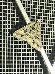 Dichromodes longidens