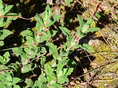 Cistus crispus