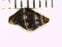 Gemophos tinctus