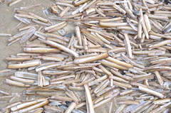 Ensis