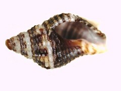 Gemophos tinctus