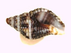 Gemophos tinctus