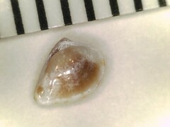 Anomalocardia cuneimeris