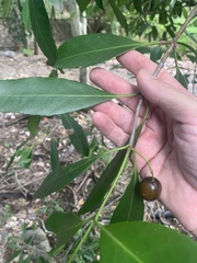 Elaeodendron melanocarpum
