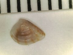 Anomalocardia cuneimeris