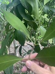 Elaeodendron melanocarpum