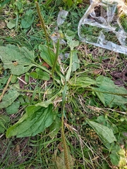 Plantago major