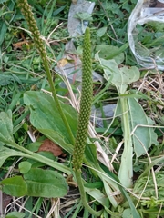 Plantago major
