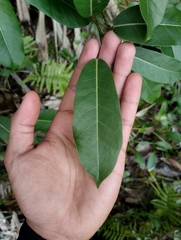 Ficus caulocarpa
