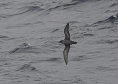 Ardenna tenuirostris