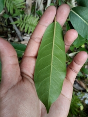 Ficus caulocarpa