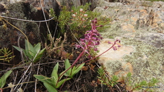 Ledebouria ovalifolia