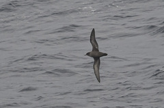 Ardenna tenuirostris