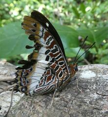 Charaxes brutus