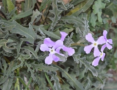 Matthiola sinuata