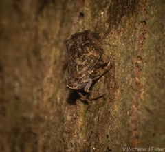 Cotylana angustifrons