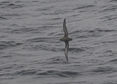 Ardenna tenuirostris