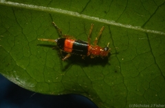Lemidia