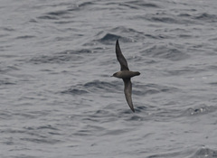 Ardenna tenuirostris