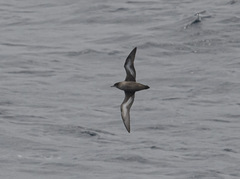 Ardenna tenuirostris