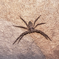 Tmarus angulatus