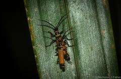 Chauliognathus imperialis