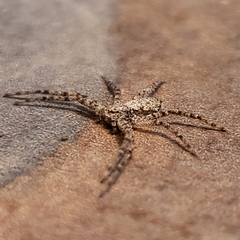 Tmarus angulatus