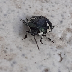 Tritomegas bicolor