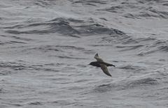 Ardenna tenuirostris