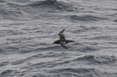 Ardenna tenuirostris