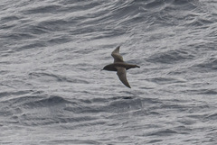 Ardenna tenuirostris