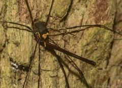 Neopantopsalis pentheter