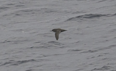 Ardenna tenuirostris