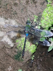 Anax guttatus